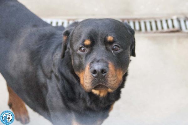 Ares, Forza E Fedeltà In Cerca Di Una Guida Vera